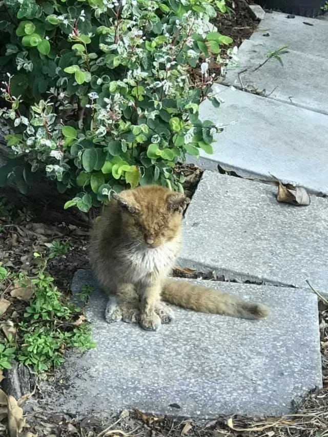 Simba's case came to Carmen's attention ...