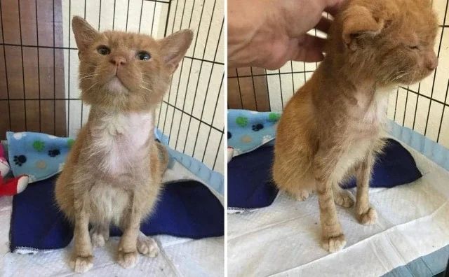 Extra image from article