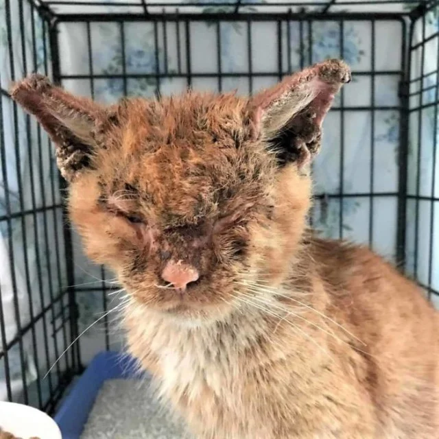 With his mange no longer a threat, Carme...