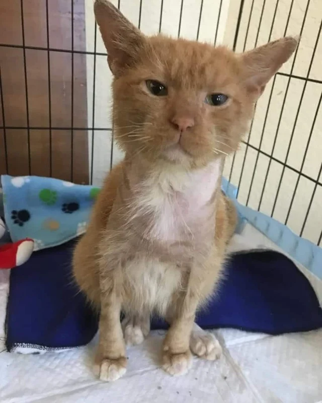 Extra image from article