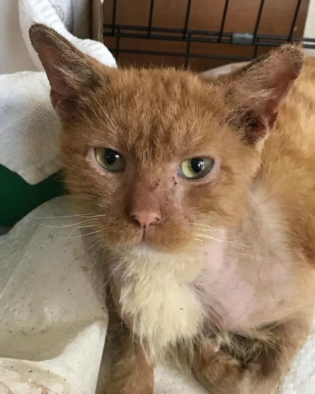 Extra image from article