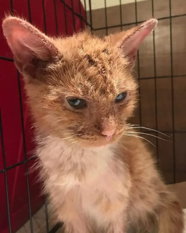 Extra image from article