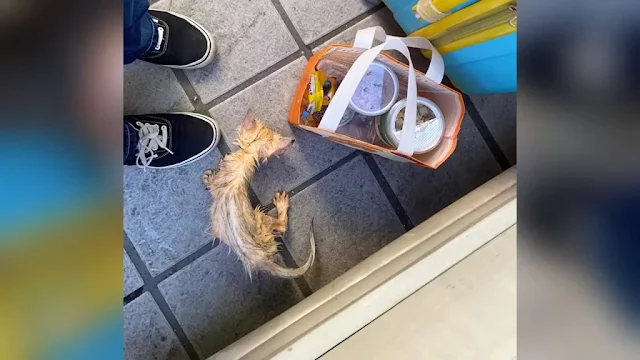 She treated Lazai with the love and care...