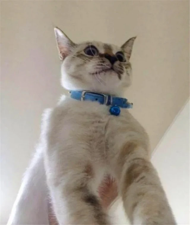 Extra image from article