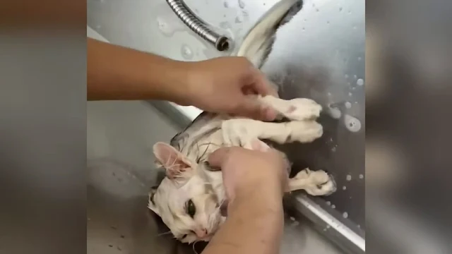 As the years went by, Lazai became an in...