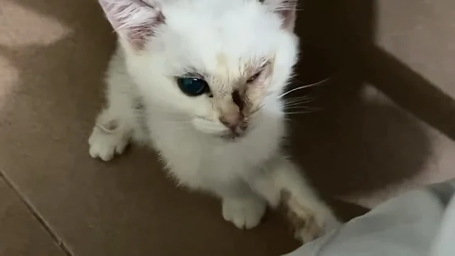 Extra image from article