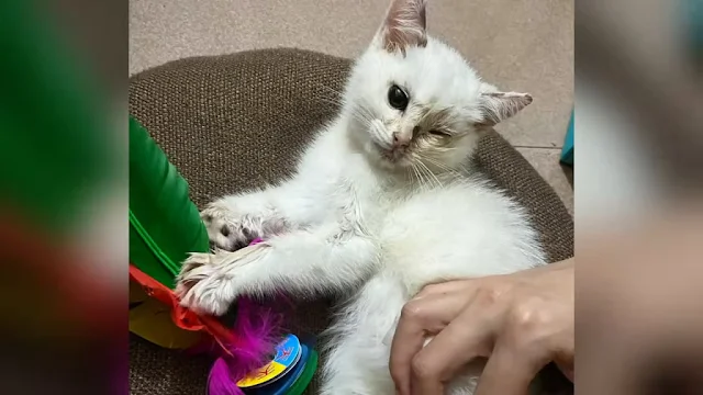 Extra image from article