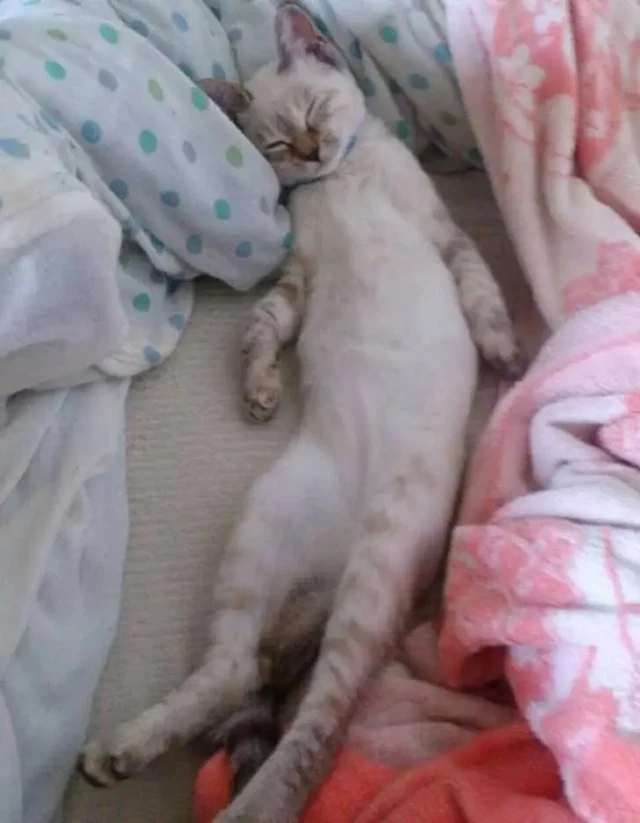 Extra image from article