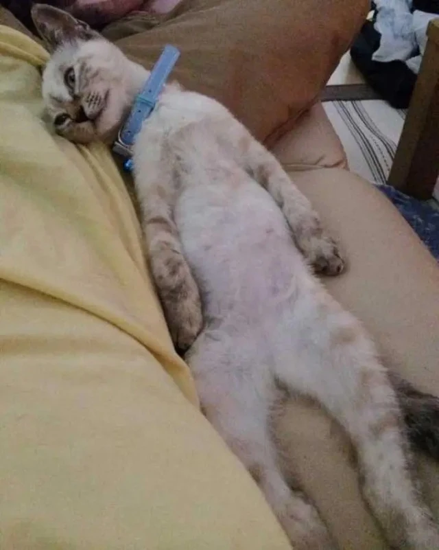 Extra image from article