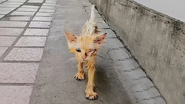 Moved by its plight, a compassionate you...