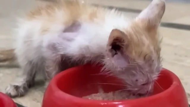 Emma promptly took Pippin to the nearest...