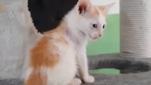 Extra image from article