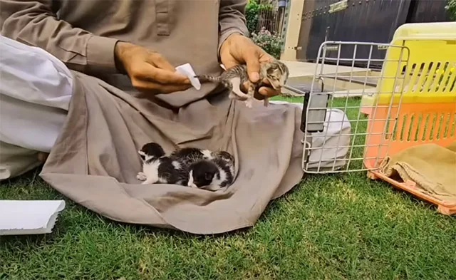 Extra image from article