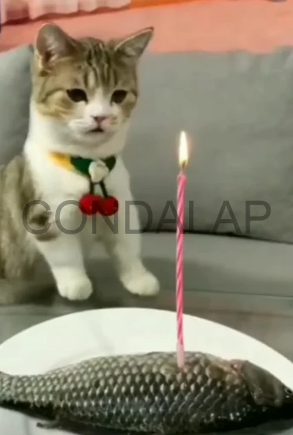 Extra image from article