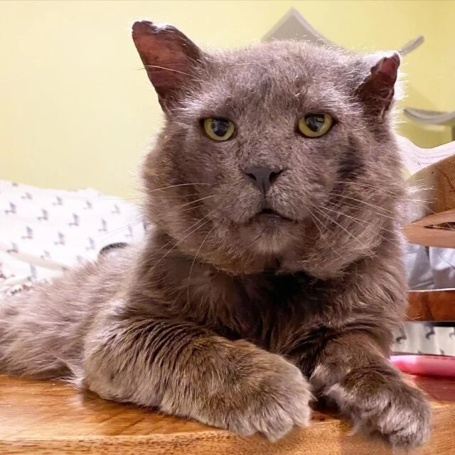 Extra image from article