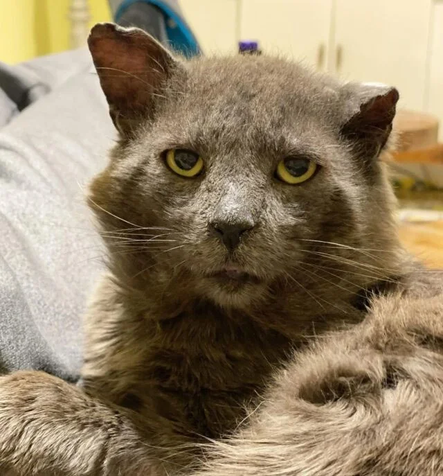 Extra image from article