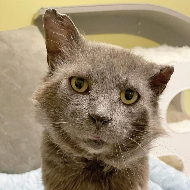 Extra image from article