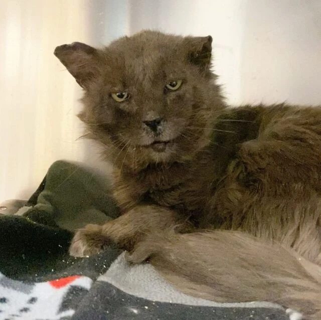 Mason's journey to survival came with va...