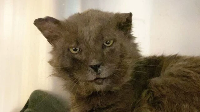 The Lost Dog and Cat Rescue Foundation i...