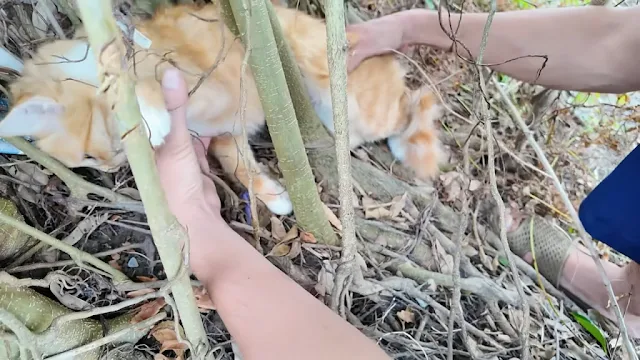 Extracting the kittens required careful ...