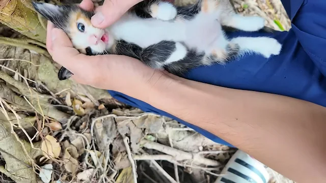 This extraordinary rescue serves as a po...