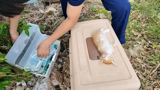 Extra image from article