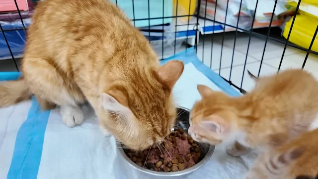 Extra image from article