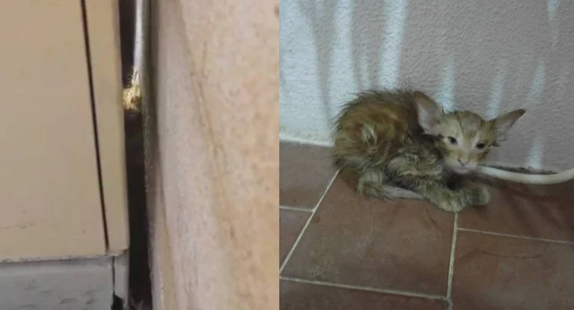 Extra image from article