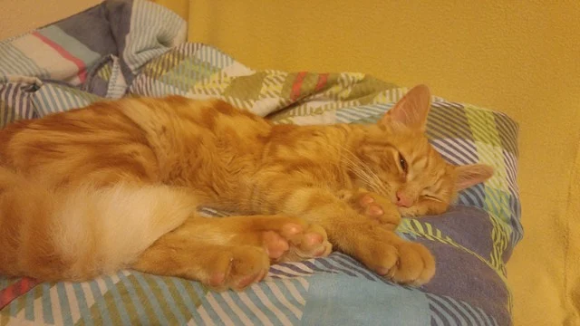 Extra image from article