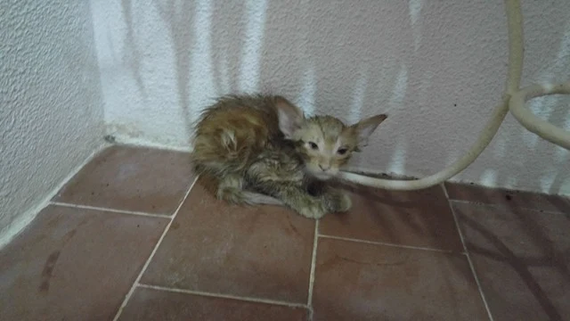 Extra image from article