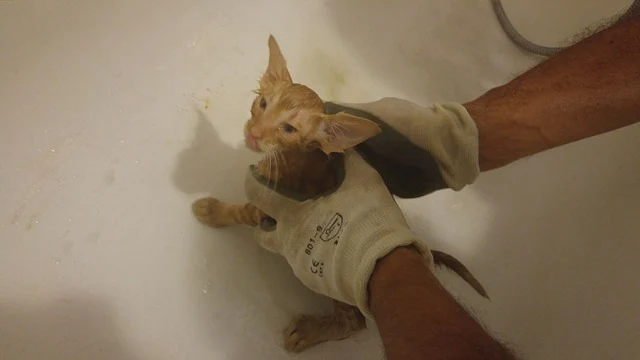 Extra image from article