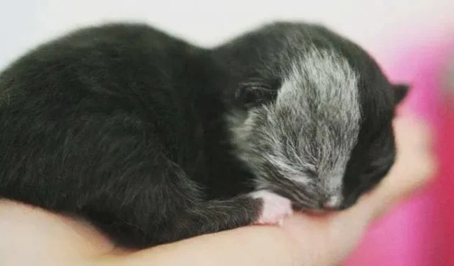 As a kitten, Narnia's charm was already ...