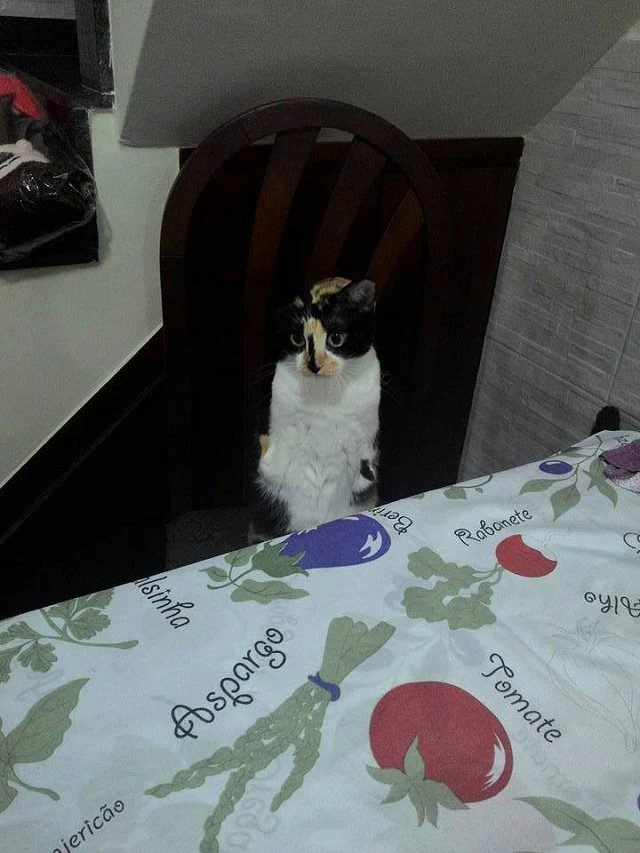 Boxes are among Esperança's favorites, o...