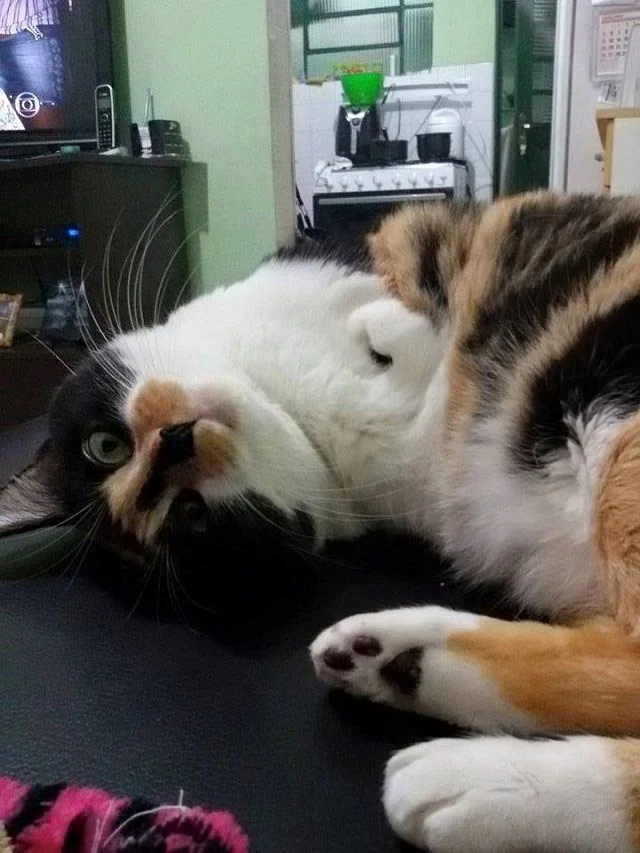 Extra image from article