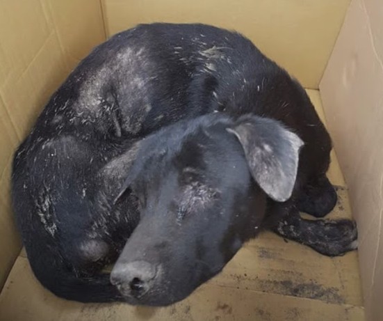 The veterinarian discovered the dog was ...