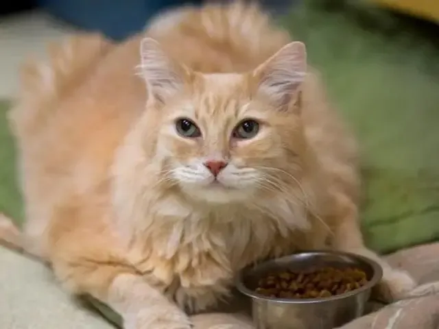 Extra image from article