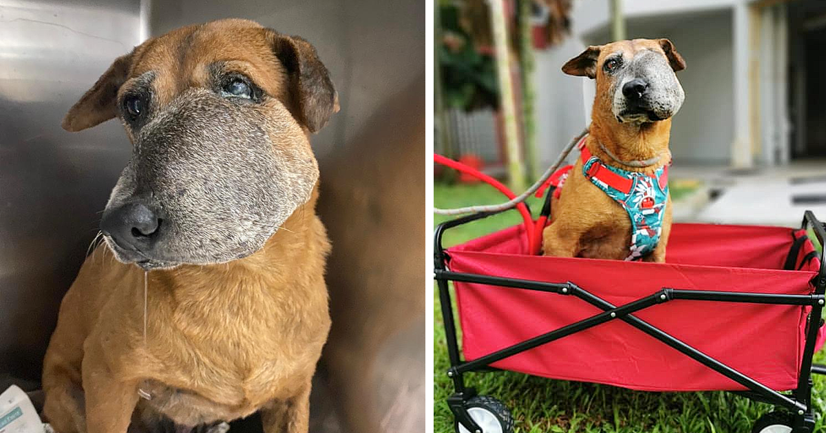 Mandai, a mixed-breed dog, is one of the...