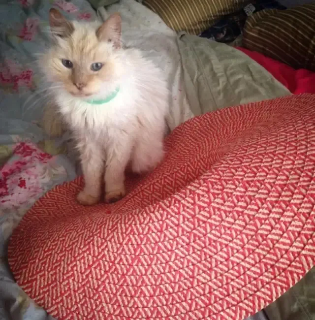 Extra image from article