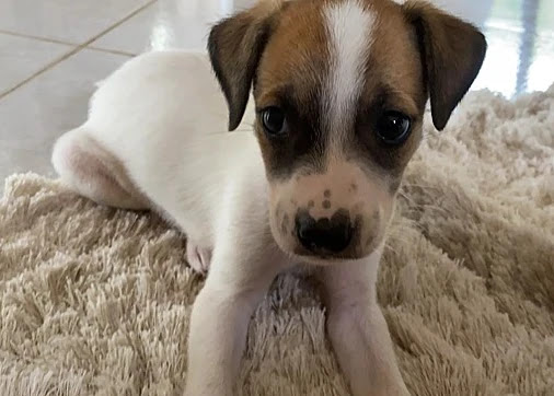 An advocate for animal welfare, Meire en...