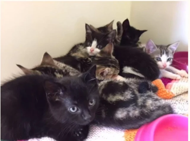 Extra image from article