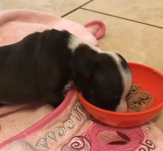 At seven weeks, her foster family marvel...