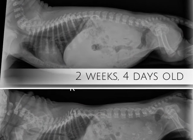 Now twenty weeks old, Tipsy continues to...