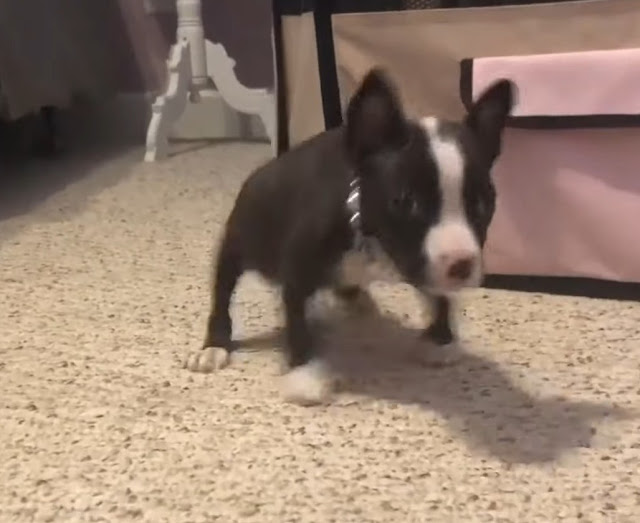 Extra image from article