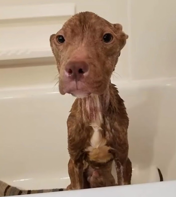 Extra image from article