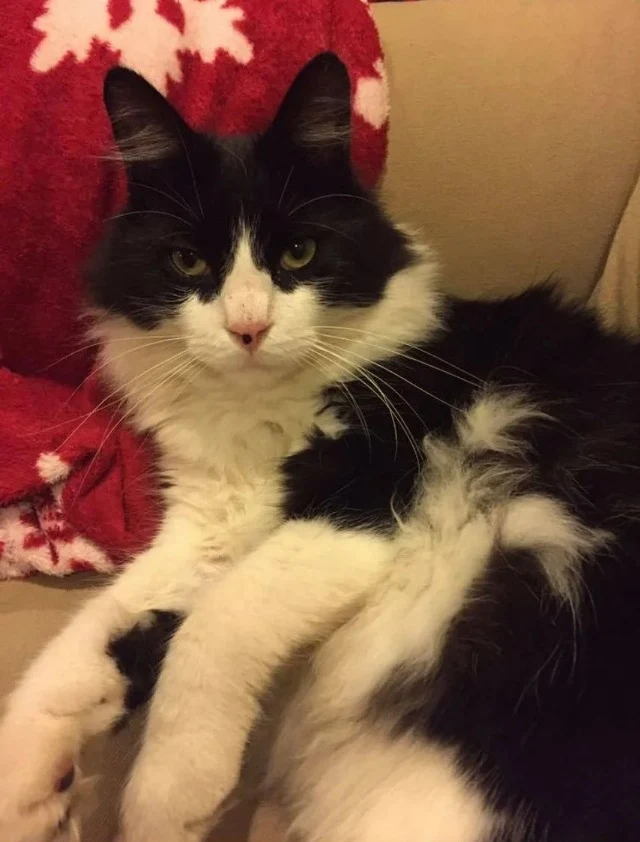 Extra image from article