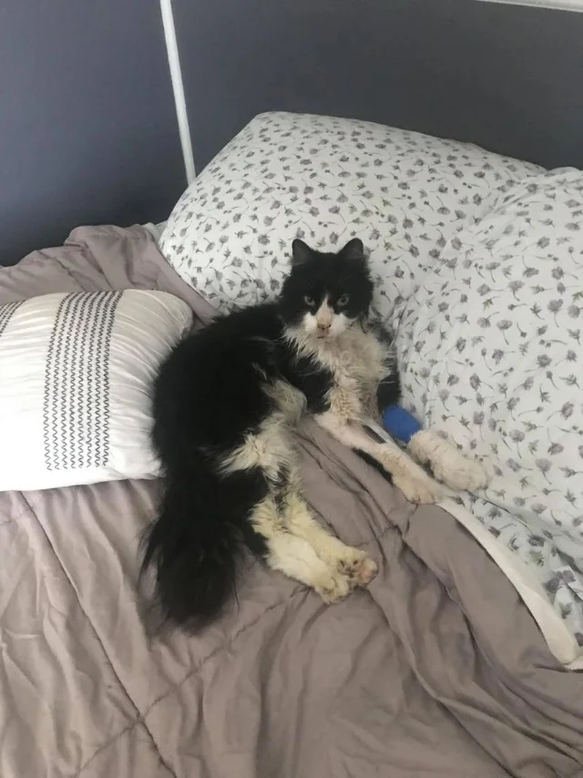 Extra image from article