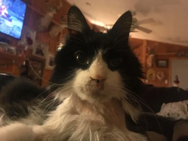 Extra image from article