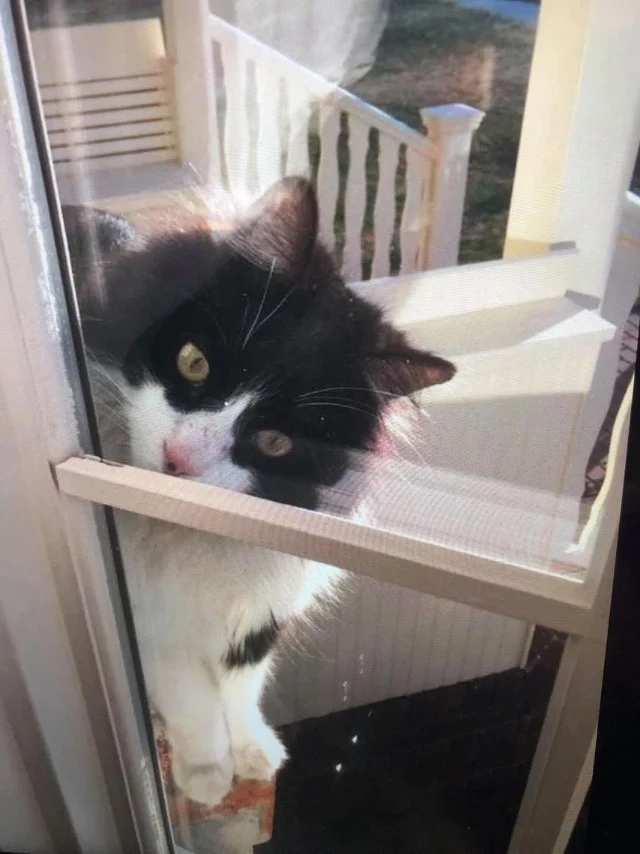 Extra image from article