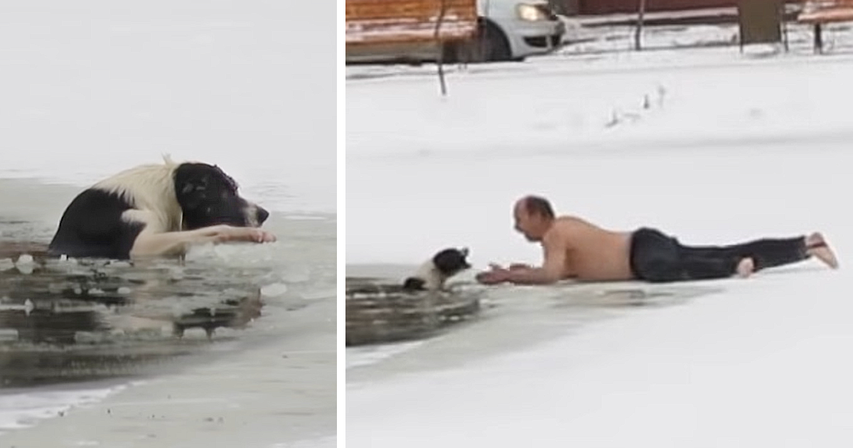 As he approached the distressed animal, ...