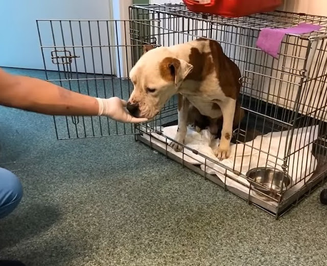 Extra image from article